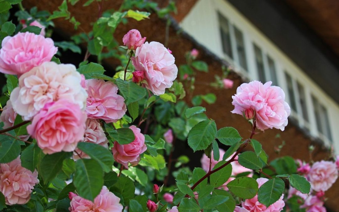 Où trouver une location maison avec jardin ?